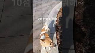 #기계체조 #평균대 #10점만점에10점 #완벽한착지