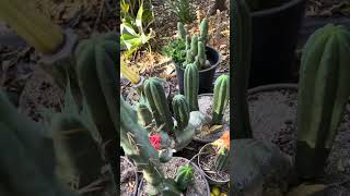 San Pedro Cactus EyeWitness News - Channel 7