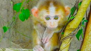 The poor baby monkey is very sad because his mother won't buy him milk.