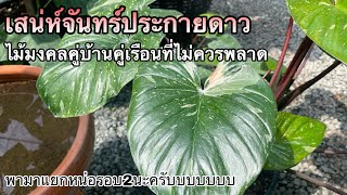 Ep.30 เสน่ห์จันทร์ประกายดาว(HomalomenaRubescens Variegated)แยกหน่อแบบง่ายๆแนะนำวัสดุปลูกพร้อมการดูแล