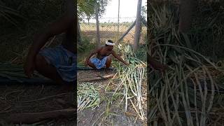 Super Napier grass stems for Dairy farms #organicfarming #napiergrass