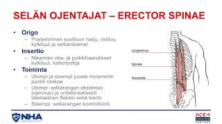 Selän ojentajat, Erector spinae | Lihakset suomeksi ja latinaksi, Ari-Pekka Lindberg