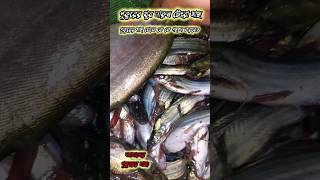 একদম তাজা পুকুরের মাছ #fishing #fishingvideo #shortsfeed #shorts #youtubeshorts #trending