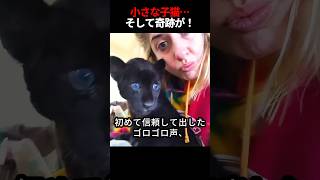 子猫を助けたら、想像もできないことが！😲💖