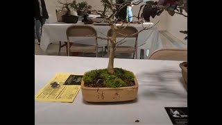 2024 Bonsai Workshop with Jim Doyle - Trident Maple Shohin Bonsai