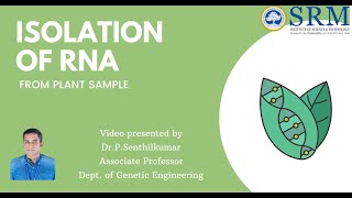 RNA isolation from Plant sample | Plant Biotechnology Lab | Genetic Engineering | SRM