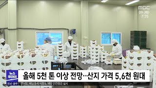 남도는 여름 제철 과일 '무화과' 풍년[목포MBC 뉴스투데이]