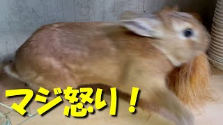 うさぎの逆鱗にふれた飼い主が激しく威嚇されて本気で怒られました。　(No.548)