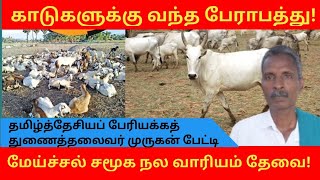 காடுகளுக்கு வந்த பேராபத்து! மேய்ச்சல் சமூக நல வாரியம் தேவை! த பே துணைத் தலைவர் திரு. முருகன் பேட்டி!