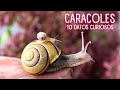 LOS CARACOLES 🐌10 COSAS SOBRE LOS CARACOLES 🐌  DATOS CURIOSO DE LOS CARACOLES #caracoles