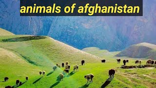 animals of afghanistan country