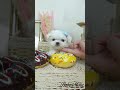 말티즈분양 꽃을 든 아기말티즈 ~ a baby maltese holding a flower ~