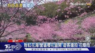 粉紅花海!營區櫻花盛開 遊客搶拍「花瓣雨」｜TVBS新聞 @TVBSNEWS01