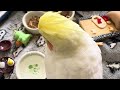 オカメインコのチョコボのモーニングルーティン 2025.1.28