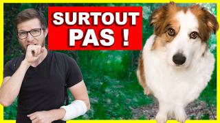 3 Choses A Ne Surtout Pas Faire Avec Son Chien en promenade