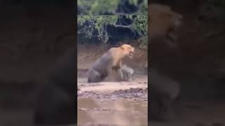 Spitting Cobra spits Venom and kills Lion #shorts