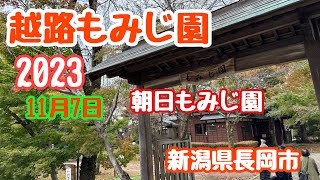 2023年11月7日越路もみじ園の紅葉状況 旧高橋家の庭園散歩 色付きまばら やや早め 新潟県長岡市