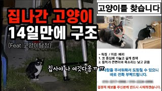 집나간 고양이 2주만에 구조성공/악몽의 시간/방묘창이 필수인 이유