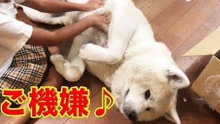 秋田犬・ご機嫌ウキウキ♪東北仙台の味編（喜助の牛タン・萩の月）