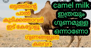 നിങ്ങൾ ഒട്ടകത്തിന്റെ പാൽ കുടിച്ചിട്ടുണ്ടോ?(WHAT IS CAMEL MILK AND ITS BENEFITS?)