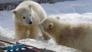 こぐまのハプニング！~Polar Bear cub happening