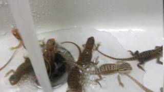 鬆獅蜥BB需要每日浸水:bearded dragon BB need bathe every day