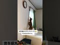 遠吠えで音を外す柴犬