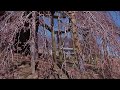 三春滝桜　2014年4月13日 午前11時30分 3