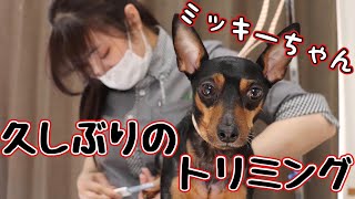 【ミニピン】トリミングをまるっと公開✨［兵庫ペット医療センター トリミング尼崎本院］Happy dog glooming