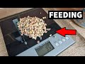 How MUch To Feed Pigeons