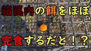 サル用箱罠の餌を殆ど食べられた時の話と対処法【有害鳥獣駆除】【箱罠】【猿】