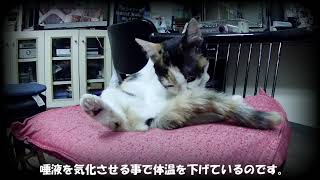 三毛猫`もも`の毛づくろい！