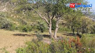 La forêt d'Ain Zana ... une richesse forestière à valoriser