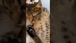 ヘソ天をキメるジジ　#ネコ #猫 #猫動画 #こねこ