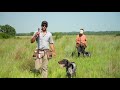 hunting dog training steady on running birds step 9