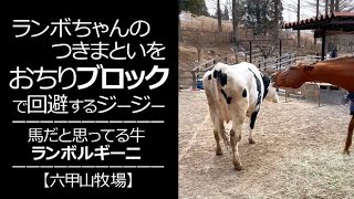 ランボちゃんのつきまといにおちりブロックで対抗するジージー【六甲山牧場】#shorts