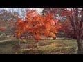 終章を迎えた紅葉の森　セレクト集　①　福智山ろく花公園　福岡県直方市永満寺