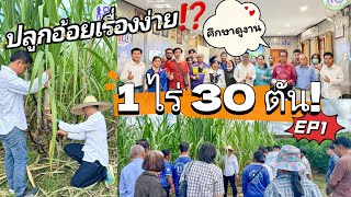 🔥เทคนิคปลูกอ้อยให้ได้ผลผลิต 30 ตันต่อไร่! EP1การคัดเลือกพันธุ์อ้อย อบรมศึกษาดูงานรุ่น1| ผู้จัดการมัน