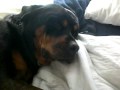 Waking Up My Rottweiler Waking Up My Rottweiler