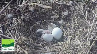 Duke Farms. The first baby is hatching in the Duke Farms nest.😍27.02.2023