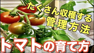 #7.【トマトの育て方】たくさん収穫には⁉【5月〜7月の管理方法】