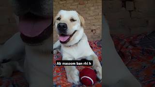 POV: masoom ban rhi h 🤣#funny #badmash #labrador #trending #viralreels