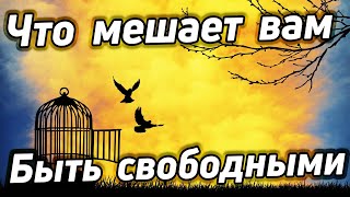 Что мешает быть свободными * Социальная обусловленность