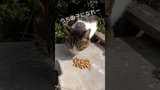 野良猫餌付け開始