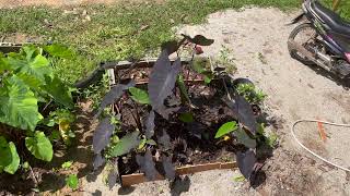 พาชมกระท่อมในสวน กับบ่อน้ำ Colocasia | my new hut Wildlife pond and Colocasia plants