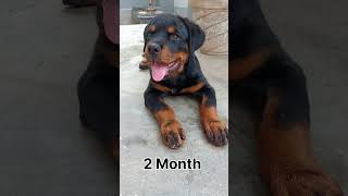 Rottweiler Puppy Transformation | 0 To 3 Month | #shorts #youtubeshorts #rottweiler