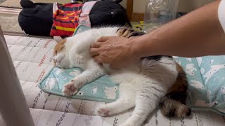 【三毛猫】ふみふみゴロゴロするミケ（2024年8月1日）