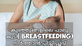 കുഞ്ഞുങ്ങളിലെ പാലു കുടി( Breastfeeding) നിർത്താൻ 👩‍🍼പിച്ചിപ്പൂവ്