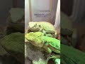 フトアゴのゆったりしたボビングの意味…bearded dragon