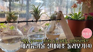 제라늄,겨울철 실내로 들어온 화초들 둘러보기4